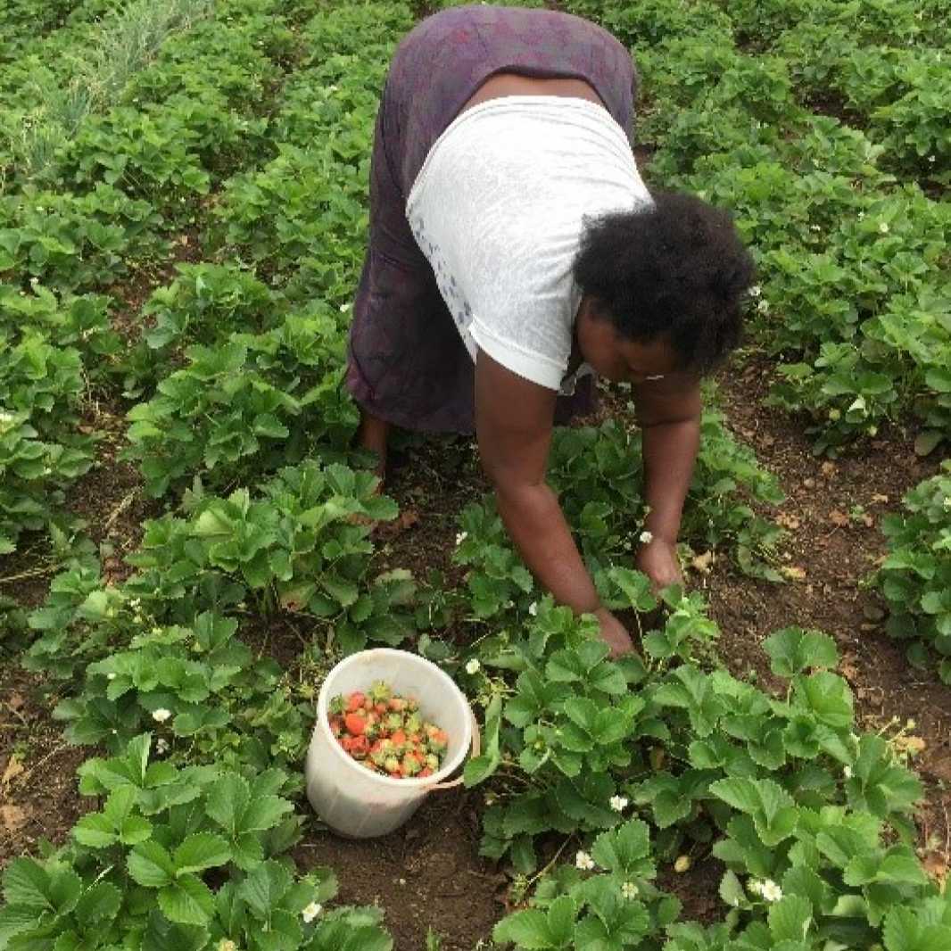 De plus en plus d'agriculteurs cultivent ce fruit