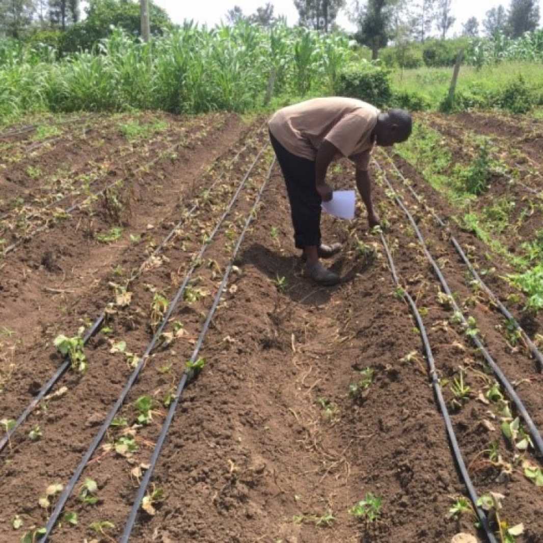 Les systèmes d'irrigation sont efficaces sur les petites parcelles