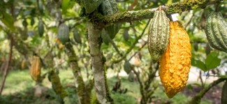 Lutheran World Relief a reçu 2,3 millions de dollars pour promouvoir la culture spécialisée du cacao dans la région VRAEM au Pérou.