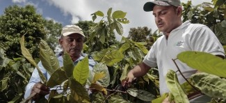 Fortaleciendo las cadenas de valor del cacao en Ecuador: Lutheran World Relief en Chokao 2025