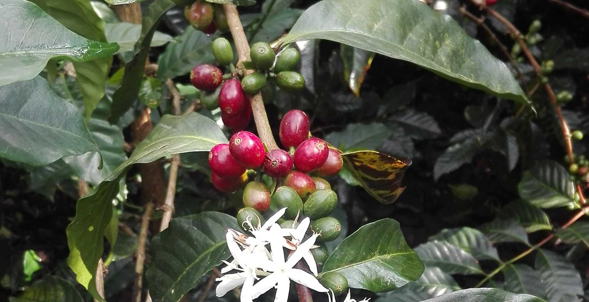 Tahir In Agrilinks: A Coffee-Infused Transformation: The Story of San Jorge Alto