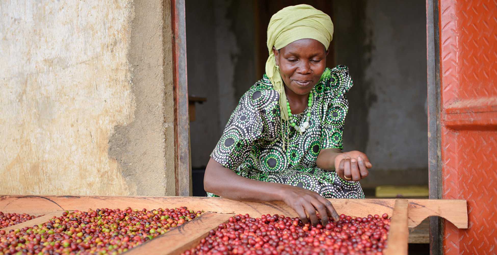 Tahir on AgriLINKS: Brewing Hope: How Mountain Harvest is Transforming Uganda’s Coffee Industry