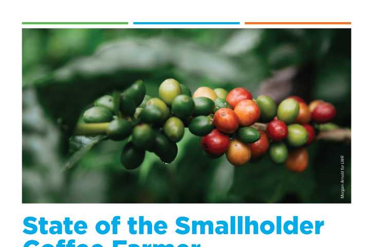 État des lieux du projet des petits producteurs de café Vue d'ensemble