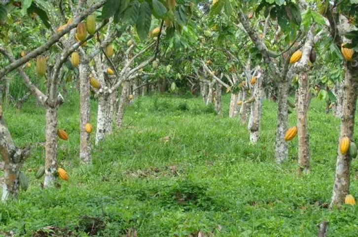 Agrilinks - Rehabilitation and Renovation of Cocoa Agroforestry Systems