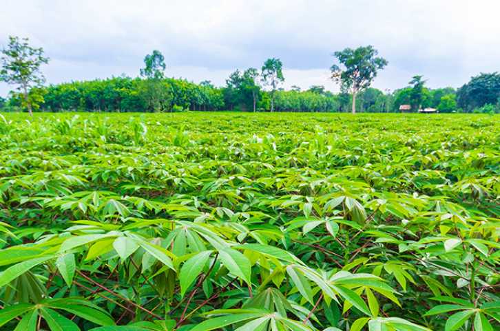 Champ de manioc