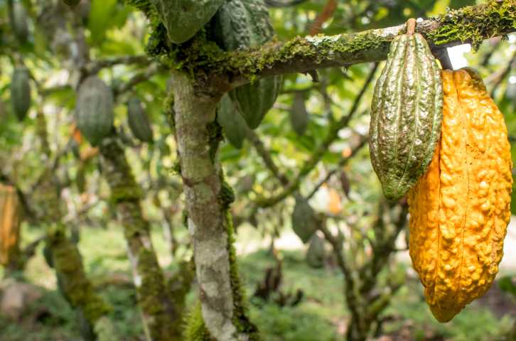 Cacao pods growing in the VRAEM region of Peru