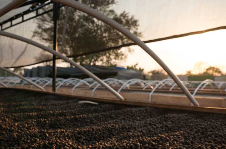 Coffee dries on elevated beds as farmer in a hat with his back to the camera looks over a bed