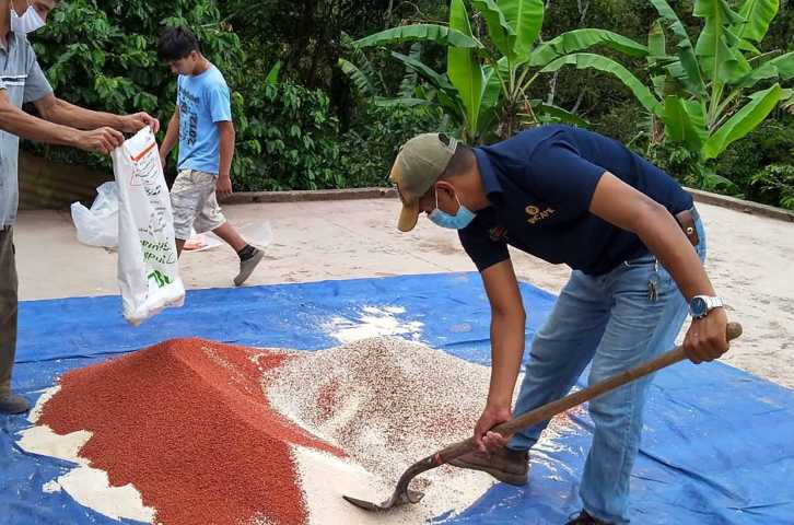 Man in navy blue shirt and light blue mask shovels coffee beans 