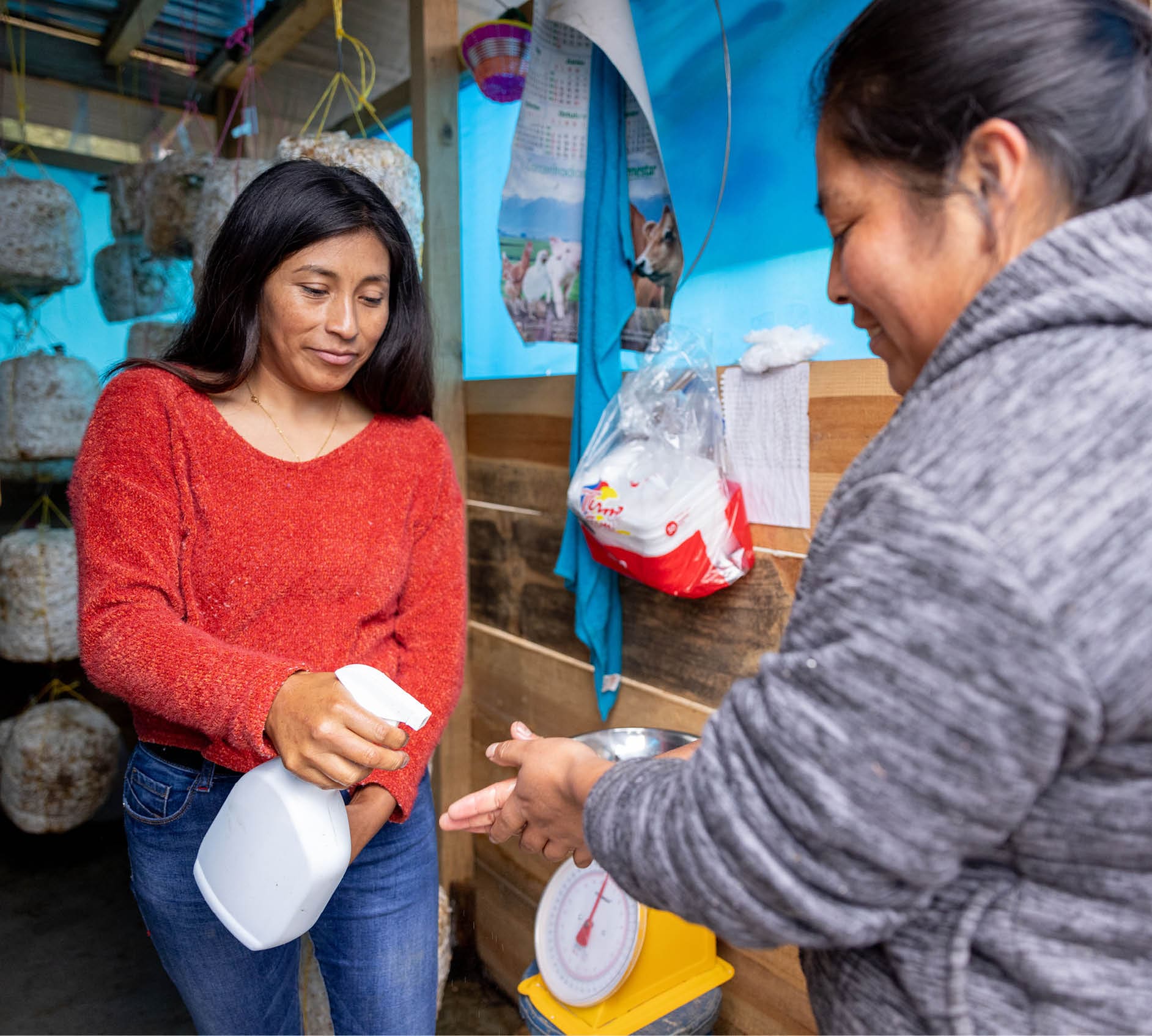 Rosaura Sunun G mez (left) (33) and Roselvina De Le n Gonz lez (right)(31) clean their hands before entering Roselvina’s oyster mushroom greenhouse module. Roselvina and her brother Oribel De Le n Gonz lez (28) live in the Cant n Pin Pin community in Tacan . Roselvina is a member of the Asociacion De Desarrollo Integral De Medianos Agricultores (Association for the Integral Development of Mid-sized Farmers) (ADIMAG) and Oribel is currently the representative of the ADIMAG organization for Los Limones del Cant n Pin Pin, Tacan , San Marcos. ADIMAG has partnered with FundaSistemas, a local LWR partner, and their “Improving Health and Nutrition in Guatemala’s Western Highlands“ project.  Oribel and Roselvina are both community promoters within the FundaSistemas project, so now that they have both been trained on the oyster mushroom farming process themselves, they work with others within their community to explain the process and benefits of the program. Discussing the support they received from FundaSistemas, Oribel says, “they supported us through technical advice and also through some supplies that they gave us to be able to start our oyster mushroom program.”  Rosaura is an agricultural developer with FundaSistemas “Improving Health and Nutrition in Guatemala’s Western Highlands" project and is the treasurer for the board of directors. She receives trainings in agricultural practices and dietary needs and then shares this information with local community members like Roselvina and Oribel. She works with families like theirs to give them the knowledge and skills they need to produce their own food on their own land so that they don’t have to travel to a market and spend money on vegetables. In addition, once a family is able to farm on their own land, they can often sell their surplus for a profit. “We have learned how to feed our families, how to feed our children. We have learned as well that we also can get things done as women.” Oribel and Roselvina have been practicing oyster mushroom farming for over a year now and find it to be an efficient way for both men and women to provide income for their families because it sells very well at the market.  The mushrooms are also highly nutritious. Rather than eating plain chicken, now they will eat a plate of mushrooms because it is better for their health and their family has come to value their health more as a result of this project. “Because I take care of my health, I take care of my neighbor's health, of my family's health, by consuming this nutritious food.” Says Roselvina.  Through the ADIMAG association, Roselvina created a women’s group and has helped the community to see that “women can also do work and generate income for our families.” Oribel notes that with the inclusion of women in the program, there is more consistency, projects are being completed more frequently and fully and new life is being brought to the work.  The majority of members of the ADIOMAG group are 50 or older and it has been a challenge to have producers who are getting older. They need younger people like Oribel and Roselvina to be the future of agricultural production so that there is less migration and more support within the community.  Oribel used to travel to Mexico for work because there were no jobs in his community. “We used to migrate to Chiapas, mostly to go to harvest coffee. So, there we earned some pennies to support ourselves. And now, we have through these projects, through the support of the institutions that have been providing for us, we no longer have to migrate to Mexico because we can sustain ourselves here, through these projects. Why? Because we generate an economy.”  Roselvina and Oribel’s sister tried twice in the previous year to immigrate to the USA because of lack of economic opportunities in their local community, but she was turned away. Roselvina sees how projects like the oyster mushroom farming are changing outcomes in the community for people like her sister who has returned to the community. “To no longer think about migrating is the goal,” says Roselvina. “That is our dream, to grow big and, yes, to have enough for ourselves as a group or as individuals, to have income for our own family as well.” Rosaura says, “We already know we can generate income here so that we no longer have to emigrate. Our goal is to be a large company and not only sell here in the municipality but perhaps to export one day.”  November 17, 2021. Cant n Pin Pin, Tacan , San Marcos, Guatemala. Amy Vu.