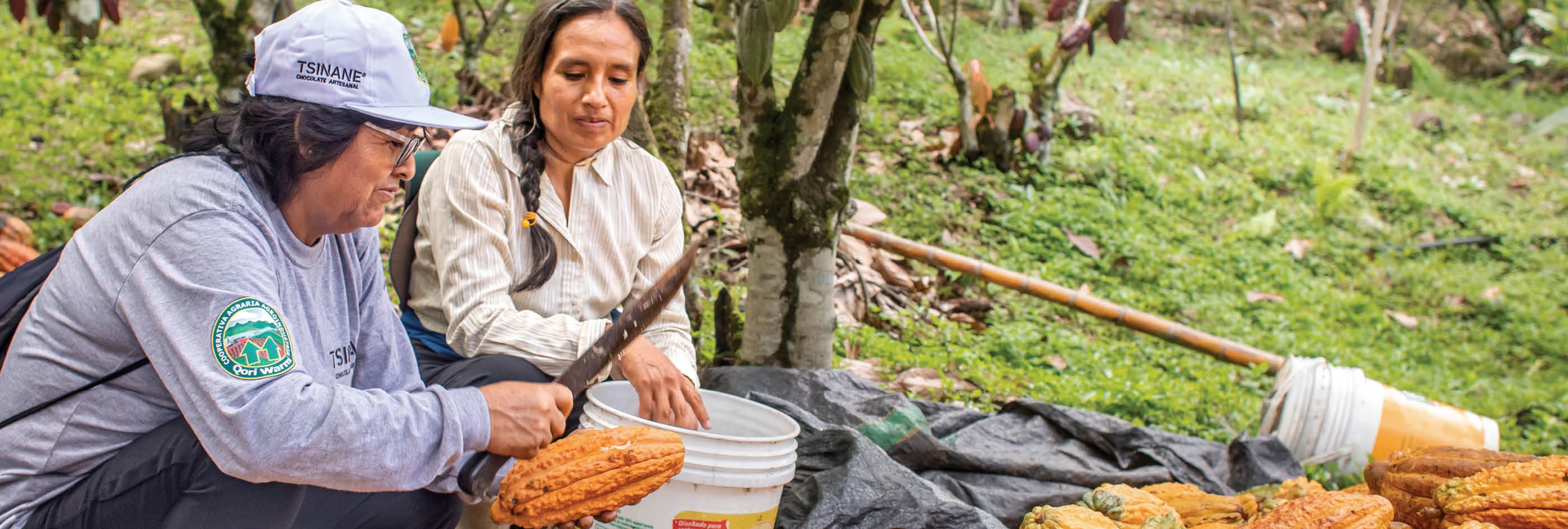 Bernardina Gutierrez Sosa, Sonia “Doris" Rodriguez Nyosa, president of the Qori Warmi women's cacao cooperative supported by Lutheran World Relief in Peru, and Elsa Ospino, a cacao agronomist working for LWR teaching women how to grow cacao successfully. As a Specialist in Integral Management of Cacao Crops for LWR Peru, Elsa works directly with the Qori Warmi women's cacao cooperative. shells cacao. Here, Doris and Elsa work together to shell recently harvested cacao on Bernardina's farm that she shares with her husband Marcelino Carrasco Carpio.      Bernardina and Marcelino are cacao farmers in the VRAEM. Marcelino was kidnapped in 1992 by the Shining Path (a communist guerrilla group in Peru that is often associated with the cocaine trade) because he no longer wanted to grow coca and was declared an enemy of the Shining Path Federation.       Marcelino’s farm is home to the last remaining Ganzo cacao tree after a disease wiped out the other trees. From this one tree all existing Ganzo trees originated. The Qori Warmi cooperative uses this Ganzo variety in some of the chocolate they produce.      The Qori Warmi (women of gold in the local Quechua language) cooperative is based in the southern highlands of Peru called the VRAEM, or Valle de los R os Apur mac, Ene y Mantaro (Valley of the Apur mac, Ene and Mantaro rivers). The VRAEM is one of the poorest regions in Peru and is an epicenter for the production of coca leaf used to make cocaine.      The women of the cooperative have been able to increase their household income and improve their families' lives by growing organic cacao and making award-winning chocolate. Their chocolate production is also an alternative to growing coca.       The women take training courses on topics like the fermentation and drying of cacao beans and receive hands-on advice on their farms from the project’s agronomist. With a strong focus on quality, the program helps women produce sought-after beans and command higher prices.       The chocolate produced by the cooperative started winning local and international awards. Doris eventually traveled to Paris to represent the cooperative at the International Chocolate Awards. “It was a big surprise. We never dreamed it would happen,” she says of the award and the trip, which took her on the rough roads of her rural area to the capital Lima and then to France over the course of 24 hours. “I was so excited. I never thought I’d leave South America.”      “I think that causes a woman’s role, women’s work, to be seen as more prominent locally and nationally as well,” she says of the cooperative’s success. “We have become known because we are made up of only women.       “Before, women were hidden. But not now.”      The Qori Warmi cooperative was formed in 2018 by 35 entrepreneurial women producers of cacao. The cooperative benefits from the valley’s fertile soil and are able to produce a native variety of fine cacao that is recognized in the global cocoa market for its high genetic value.      LWR provides technical assistance to the Qori Warmi cooperative in the management of its cacao crop, including post-harvest handling, fermentation practices, pest control and business management. This assistance is part of LWR’s efforts to promote cacao as a legal and high-value cash crop alternative to coca production in Peru. The project is carried out with a particular focus on gender integration.      With LWR’s support, women producers in the Qori Warmi cooperative have been able to increase their household income and improve their families' lives by growing organic cacao.       In addition to selling their cacao to exporters, the cooperative also produces their own chocolate under the brand name Tsinane. Tsinane chocolate won international awards in 2018 and 2019 that were presented to cooperative representatives at the International Chocolate Awards in Paris.     The Qori Warmi women’s cacao cooperative was first supported by LWR in the project “Qori Warmi: Women changing the face of the VRAEM.” The follow-on LWR project helped to advance LWR’s Rural Economies and Agricultrual Livelihoods (REAL) approach: “Mujeres, fuerza REAL de cambio en el VRAEM” (Women, REAL force of change in the VRAEM).      Photo by Amy Vu. Photo Releases: https://lwr.sharepoint.com/:f:/g/Emc654yswxdImo6YON1t0dwBeZzaSUW5sYpujACRth8TUQ?e=7qlGkm