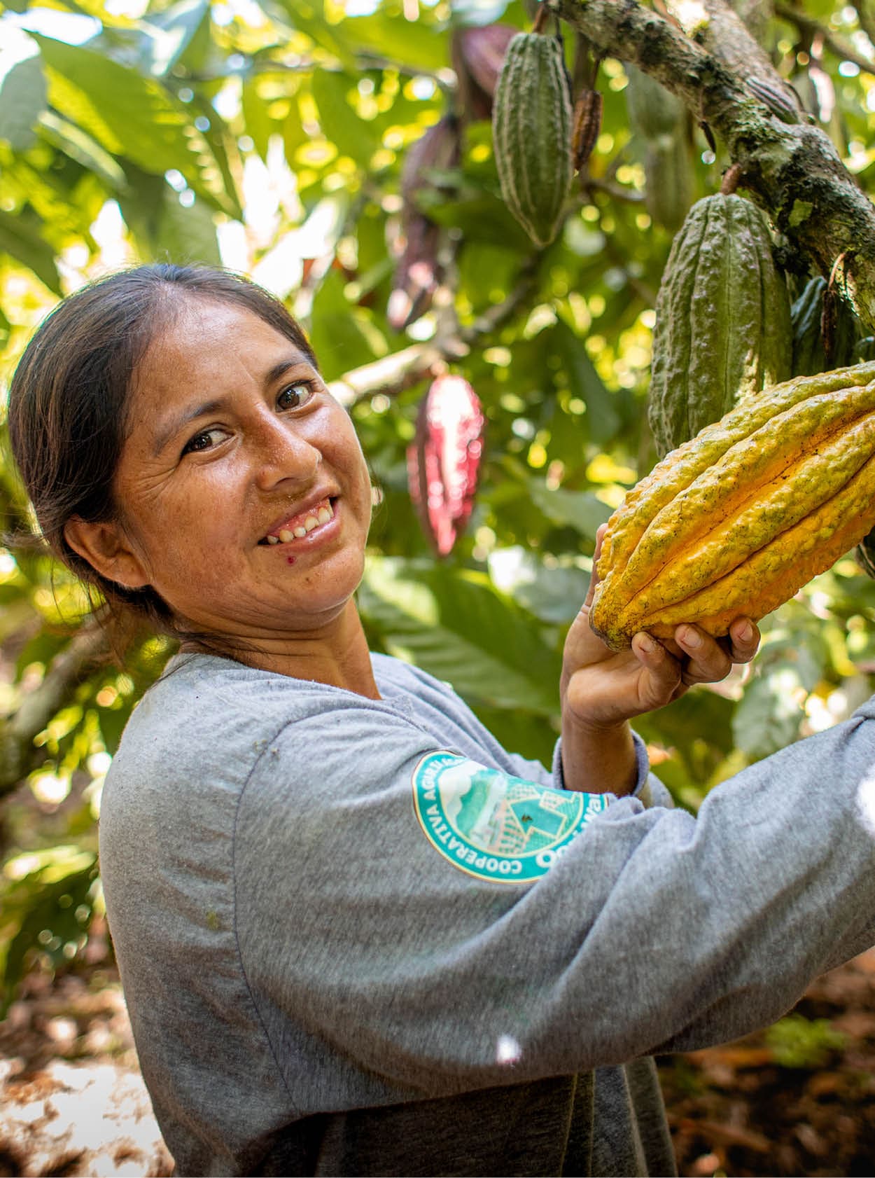 Alicia Berrocal Aguilar harvesting cacao in the La Florida community in the VRAEM. She is part of the Qori Warmi women's cacao cooperative, supported by LWR.   In a hard-to-reach valley in the southern highlands of Peru called the VRAEM, or Valle de los R os Apur mac, Ene y Mantaro (Valley of the Apur mac, Ene and Mantaro rivers), Lutheran World Relief supports the Qori Warmi women's cacao cooperative. Qori Warmi means “women of gold” in the local Quechua language. The VRAEM is one of the poorest regions in Peru and is an epicenter for the production of coca leaf used to make cocaine.     The Qori Warmi cooperative was formed in 2018 by 35 entrepreneurial women producers of cacao. The cooperative benefits from the valley’s fertile soil and are able to produce a native variety of fine cacao that is recognized in the global cocoa market for its high genetic value.     LWR provides technical assistance to the Qori Warmi cooperative in the management of its cacao crop, including post-harvest handling, fermentation practices, pest control and business management. This assistance is part of LWR’s efforts to promote cacao as a legal and high-value cash crop alternative to coca production in Peru. These programs are carried out with a particular focus on gender integration.     With LWR’s support, women producers in the Qori Warmi cooperative have been able to increase their household income and improve their families' lives by growing organic cacao.      In addition to selling their cacao to exporters, the cooperative also produces their own chocolate under the brand name Tsinane. Tsinane chocolate won international awards in 2018 and 2019 that were presented to cooperative representatives at the International Chocolate Awards in Paris.       The Qori Warmi women’s cacao cooperative was first supported by LWR in the project “Qori Warmi: Women changing the face of the VRAEM.” The follow-on LWR project helped to advance LWR’s Rural Economies and Agricultrual Livelihoods (REAL) approach: “Mujeres, fuerza REAL de cambio en el VRAEM“ (Women, REAL force of change in the VRAEM).      Photo by Amy Vu. Photo Releases: https://lwr.sharepoint.com/:f:/g/Emc654yswxdImo6YON1t0dwBeZzaSUW5sYpujACRth8TUQ?e=7qlGkm