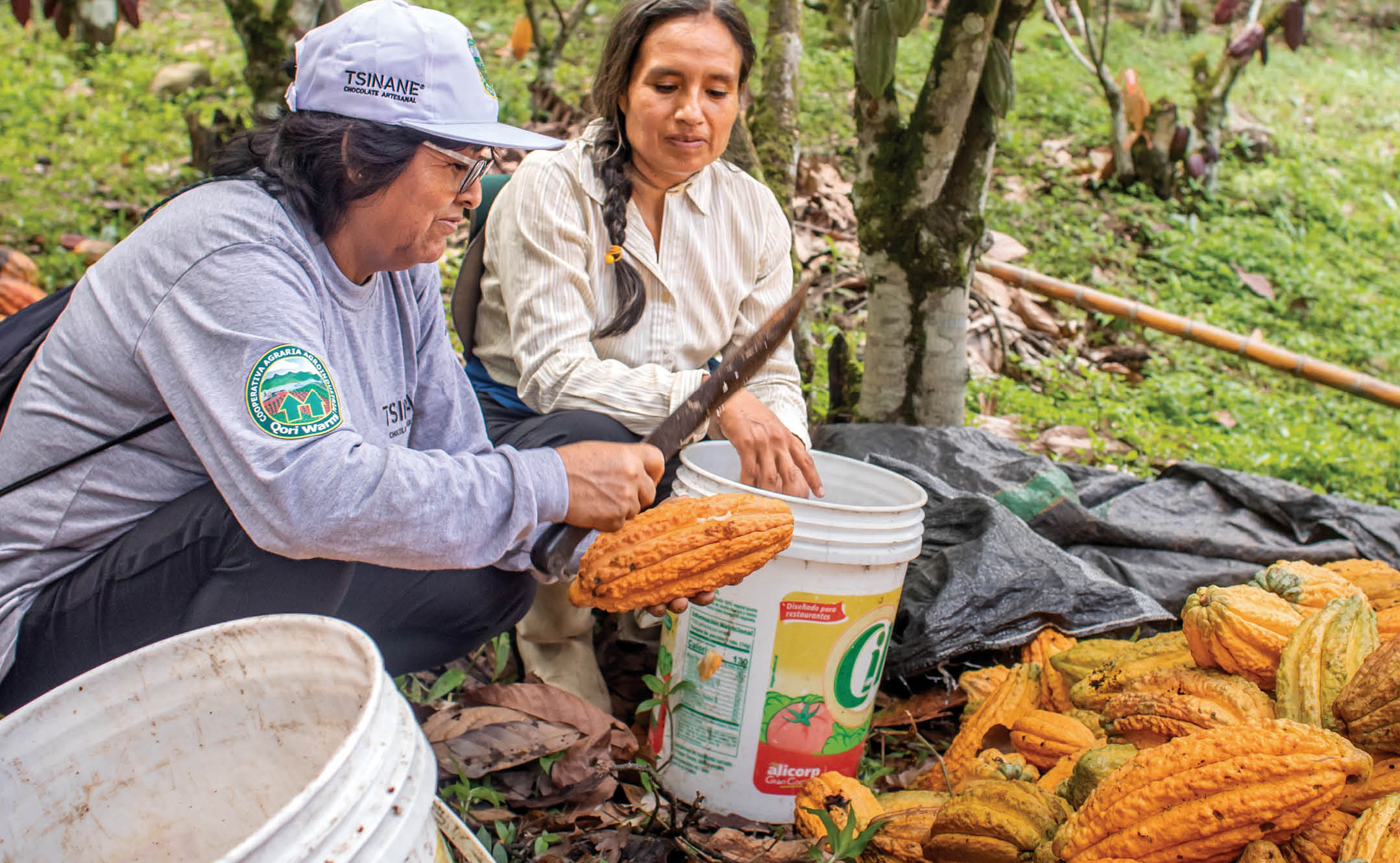 Bernardina Gutierrez Sosa, Sonia “Doris" Rodriguez Nyosa, president of the Qori Warmi women's cacao cooperative supported by Lutheran World Relief in Peru, and Elsa Ospino, a cacao agronomist working for LWR teaching women how to grow cacao successfully. As a Specialist in Integral Management of Cacao Crops for LWR Peru, Elsa works directly with the Qori Warmi women's cacao cooperative. shells cacao. Here, Doris and Elsa work together to shell recently harvested cacao on Bernardina's farm that she shares with her husband Marcelino Carrasco Carpio.      Bernardina and Marcelino are cacao farmers in the VRAEM. Marcelino was kidnapped in 1992 by the Shining Path (a communist guerrilla group in Peru that is often associated with the cocaine trade) because he no longer wanted to grow coca and was declared an enemy of the Shining Path Federation.       Marcelino’s farm is home to the last remaining Ganzo cacao tree after a disease wiped out the other trees. From this one tree all existing Ganzo trees originated. The Qori Warmi cooperative uses this Ganzo variety in some of the chocolate they produce.      The Qori Warmi (women of gold in the local Quechua language) cooperative is based in the southern highlands of Peru called the VRAEM, or Valle de los R os Apur mac, Ene y Mantaro (Valley of the Apur mac, Ene and Mantaro rivers). The VRAEM is one of the poorest regions in Peru and is an epicenter for the production of coca leaf used to make cocaine.      The women of the cooperative have been able to increase their household income and improve their families' lives by growing organic cacao and making award-winning chocolate. Their chocolate production is also an alternative to growing coca.       The women take training courses on topics like the fermentation and drying of cacao beans and receive hands-on advice on their farms from the project’s agronomist. With a strong focus on quality, the program helps women produce sought-after beans and command higher prices.       The chocolate produced by the cooperative started winning local and international awards. Doris eventually traveled to Paris to represent the cooperative at the International Chocolate Awards. “It was a big surprise. We never dreamed it would happen,” she says of the award and the trip, which took her on the rough roads of her rural area to the capital Lima and then to France over the course of 24 hours. “I was so excited. I never thought I’d leave South America.”      “I think that causes a woman’s role, women’s work, to be seen as more prominent locally and nationally as well,” she says of the cooperative’s success. “We have become known because we are made up of only women.       “Before, women were hidden. But not now.”      The Qori Warmi cooperative was formed in 2018 by 35 entrepreneurial women producers of cacao. The cooperative benefits from the valley’s fertile soil and are able to produce a native variety of fine cacao that is recognized in the global cocoa market for its high genetic value.      LWR provides technical assistance to the Qori Warmi cooperative in the management of its cacao crop, including post-harvest handling, fermentation practices, pest control and business management. This assistance is part of LWR’s efforts to promote cacao as a legal and high-value cash crop alternative to coca production in Peru. The project is carried out with a particular focus on gender integration.      With LWR’s support, women producers in the Qori Warmi cooperative have been able to increase their household income and improve their families' lives by growing organic cacao.       In addition to selling their cacao to exporters, the cooperative also produces their own chocolate under the brand name Tsinane. Tsinane chocolate won international awards in 2018 and 2019 that were presented to cooperative representatives at the International Chocolate Awards in Paris.     The Qori Warmi women’s cacao cooperative was first supported by LWR in the project “Qori Warmi: Women changing the face of the VRAEM.” The follow-on LWR project helped to advance LWR’s Rural Economies and Agricultrual Livelihoods (REAL) approach: “Mujeres, fuerza REAL de cambio en el VRAEM” (Women, REAL force of change in the VRAEM).      Photo by Amy Vu. Photo Releases: https://lwr.sharepoint.com/:f:/g/Emc654yswxdImo6YON1t0dwBeZzaSUW5sYpujACRth8TUQ?e=7qlGkm