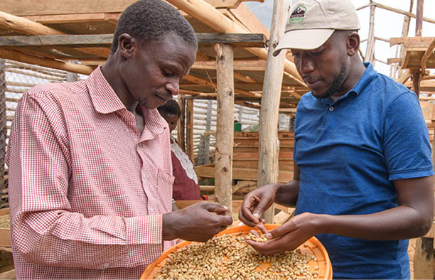 Members of Bufuma cooperative society have a meeting with Kenneth Barigye, MD Mountain Harvest at their drying shed in Bufuma   Photo: Jjumba Martin Mountain Harvest