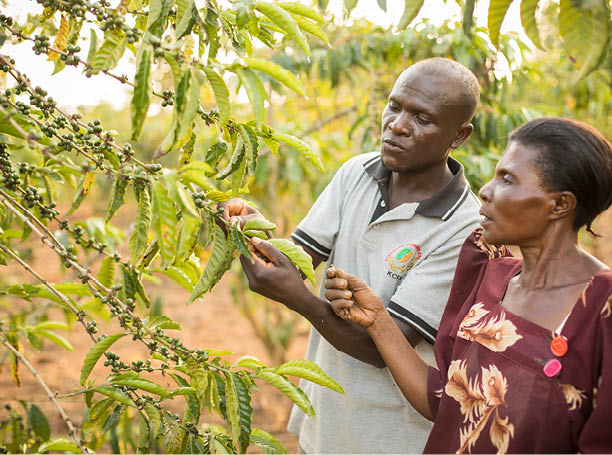 Village Enterprise Agent James Kabiito (35, l) provides extension services to Gertrude Nalukwago (50, r) on her coffee farm in Masaka District, Uganda  LWR Uganda Youth SEED Project  February, 2018   Photo by Jake Lyell for Lutheran World Relief  