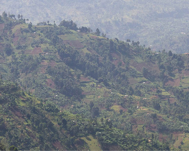Bufuma landscape Photo: Jjumba Martin Mountain Harvest
